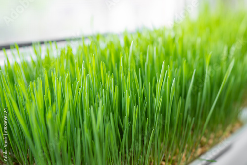 Easter wheat grass growing on window bench
