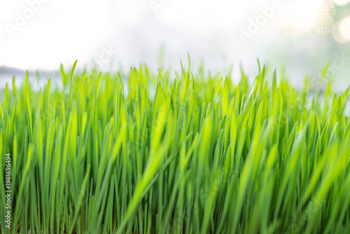 Easter wheat grass growing on window bench