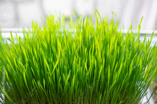 Easter wheat grass growing on window bench