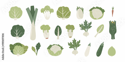 Variety of fresh green and white vegetables in a simple illustration