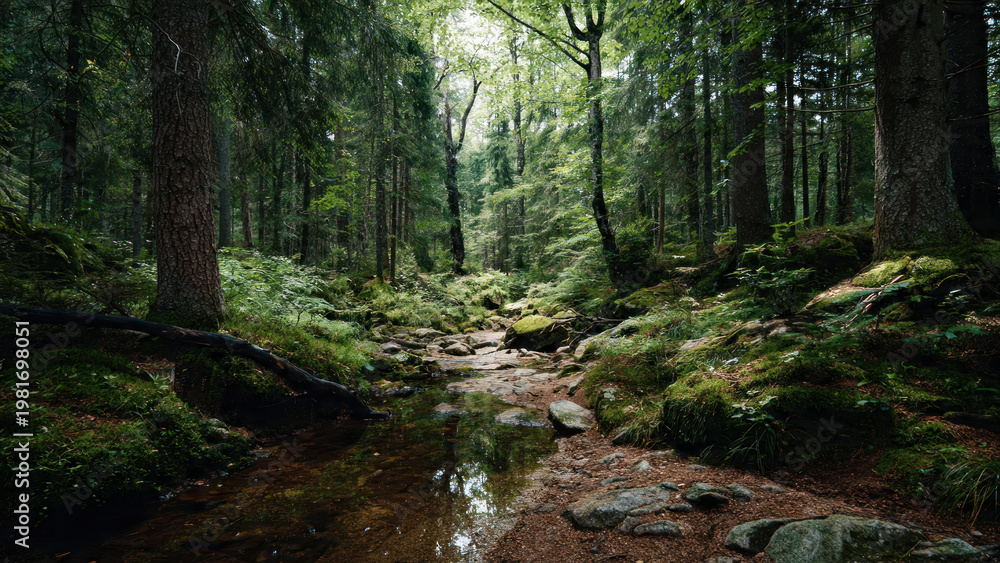 Obraz premium stream in the forest