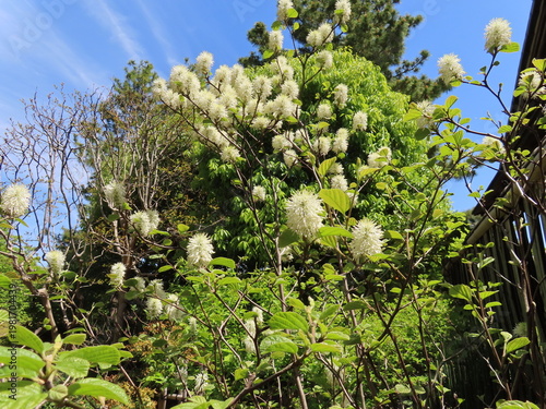 White Fothergilla Flowers Blooming Under Blue Sky in Spring