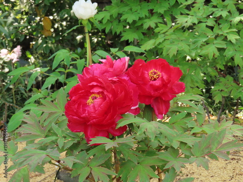 Vibrant Red Peony Flowers Blooming in a Japanese Garden