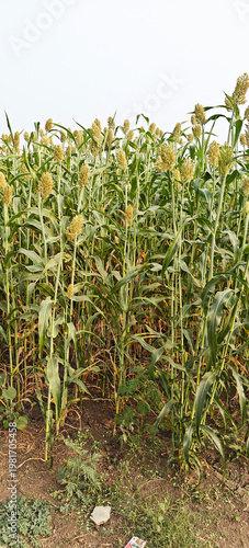 sorghum or jowar plants at agriculture field