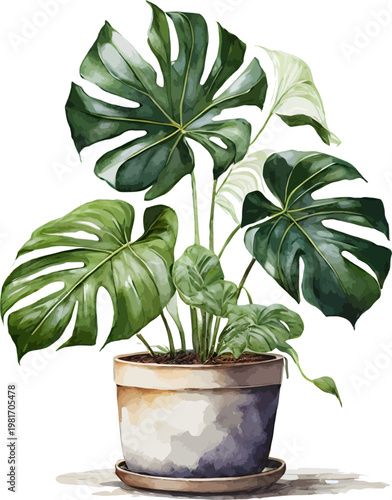 Watercolor Potted Monstera Deliciosa Plant Illustration Isolated on White Background
