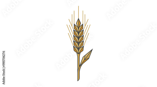 Wheat grain ear plant agriculture.
