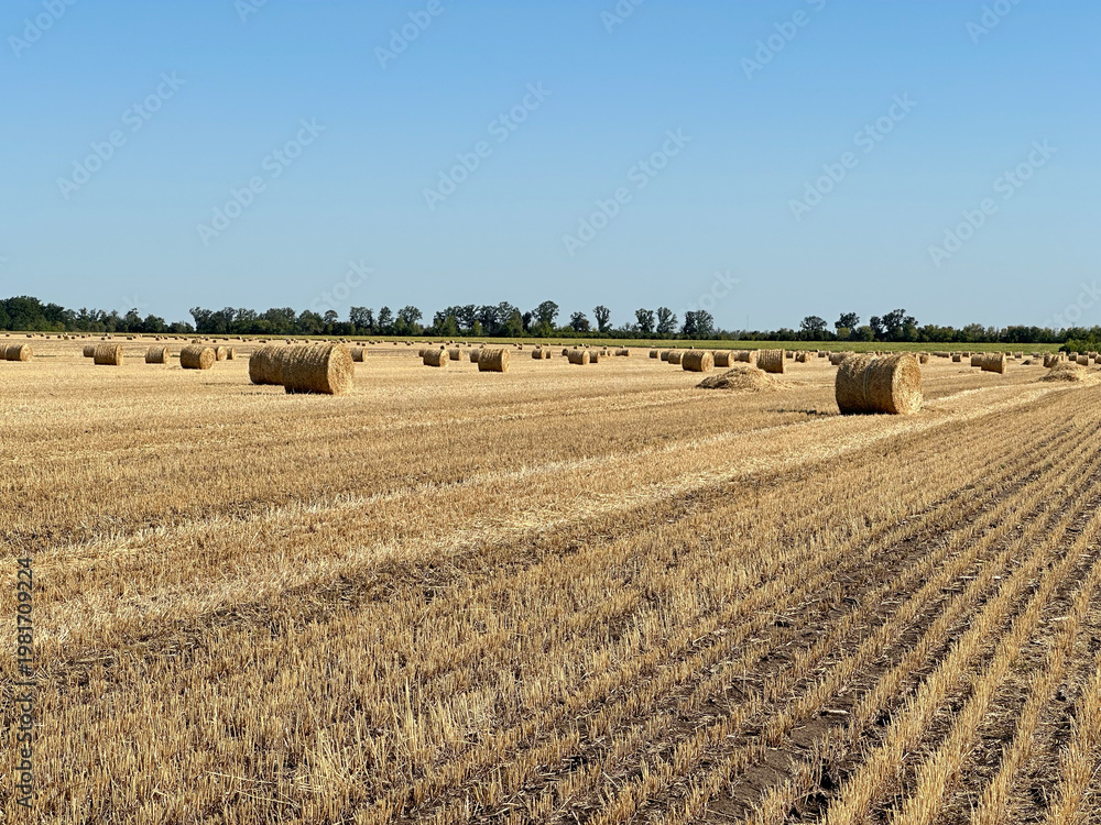 Fototapeta premium Golden harvested wheat field with round straw bales under clear blue sky