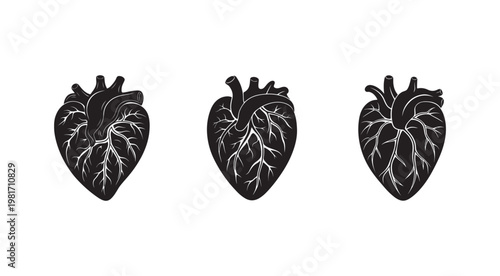 Black and white anatomical heart illustrations with detailed veins and arteries in different views  human organ