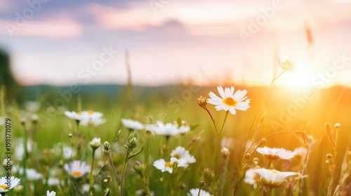 White daisies basking in morning sunlight across meadow field