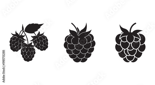 Black silhouette illustrations of raspberries and blackberries with leaves  simple fruit icons