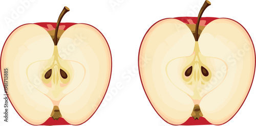 Apple halves vector illustration showing fresh red fruit cut in half with seeds and core detail isolated on white background