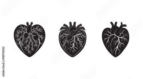 Blackandwhite anatomical heart illustrations  human organ  medical  vector graphics