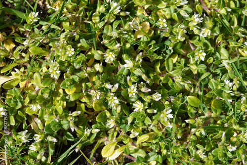 Low-growing, patch-forming little mouse-ear Cerastium semidecandrum. Small white flowers.  Carnation family (Caryophyllaceae). Spring, March, Netherlands.