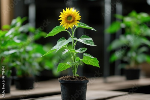 Single sunflower in potted plant