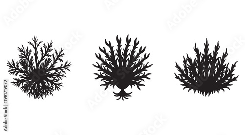 Set of three black silhouette seaweeds or kelp plants with different shapes and textures on white background for aquatic or underwater design