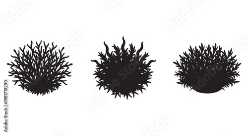 Set of three different black coral silhouettes on white background  coral reef  marine life