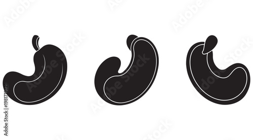 Stomach icons in different positions  human organ illustrations  digestive system  anatomy symbols