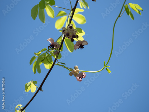 アケビの花と葉とつる