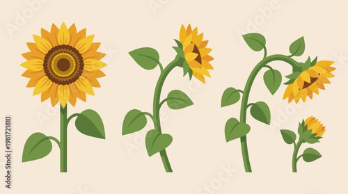 Three stylized sunflowers in various stages of bloom, showcasing vibrant yellow petals and greenery, ideal for nature-themed designs and floral art.