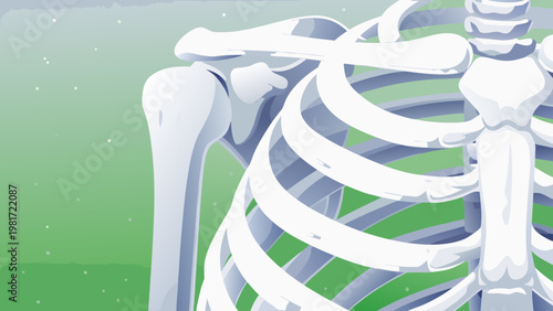 Shoulder Bone Anatomy Scene Vector Illustration o