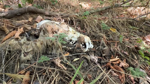 Decomposing Animal Skull with Fur in Forest – Close-Up of Natural Decay, Death and Ecology Concept