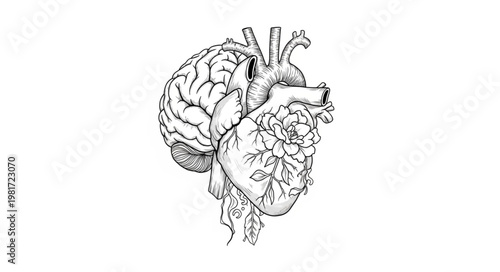 Anatomical illustration of human brain and heart combined.