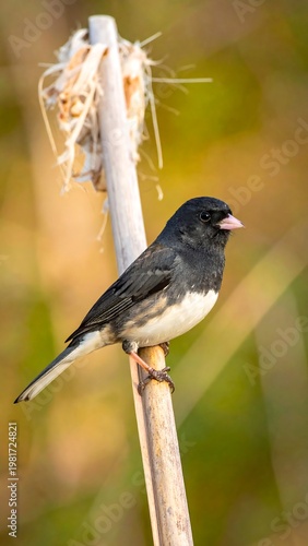 Dark-eyed bird perched on branch.