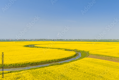 Wallpaper Mural Vibrant Yellow Rapeseed Fields Winding River Rural Landscape Under Clear Blue Sky Torontodigital.ca