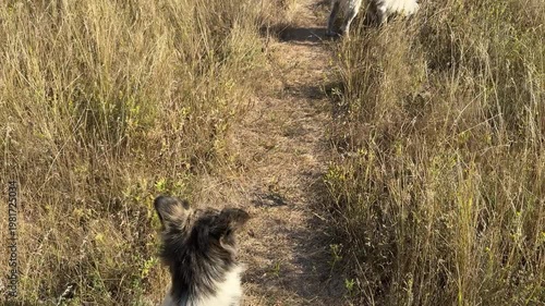 Two domestic dogs walk along a narrow trail through a dry meadow covered with tall golden grass in a quiet countryside setting. The footage captures natural pet behavior as the dogs explore, pause