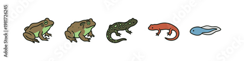 Amphibian Life Cycle and Species Set with Frogs Toad Salamander Newt and Tadpole
