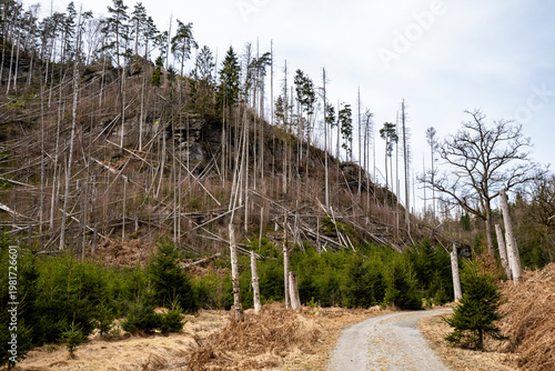 Der Wanderweg Großer Zschand in der Sächsischen Schweiz im März 2026 2