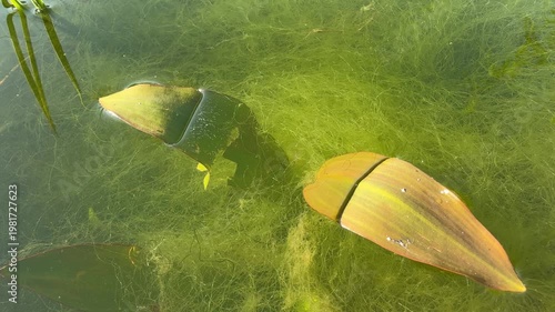 Underwater Plants and Algae in Clear Pond – Aquatic Vegetation Close-Up, Natural Freshwater Ecosystem