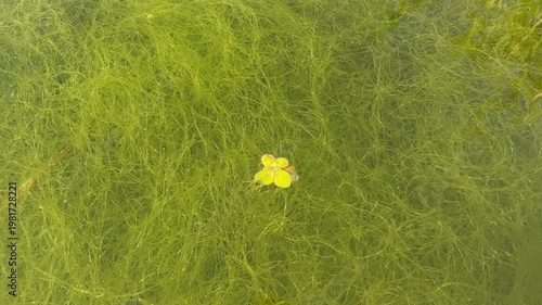 Bright duckweed floating over dense green algae in calm freshwater. 
Natural aquatic texture with organic patterns. Ideal for ecology, environment, water pollution, and nature backgrounds
