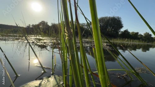 Reeds and Lily Pads on Calm Lake at Sunset with Sun Reflection