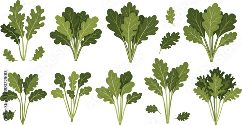 Arugula leaves set isolated on white background, fresh green rocket salad herb collection for healthy food and organic cooking design