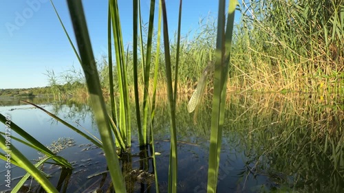 Close-up of a dragonfly larva (nymph) during emergence on green reeds above still water. Natural wetland habitat with reflections, aquatic plants, and soft sunlight