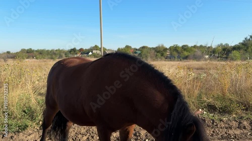 A brown horse walks and grazes along a dusty rural road surrounded by dry grass and wild plants. The close-up and wide shots capture the animal’s calm behavior in a natural countryside setting