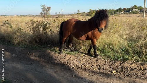 Peaceful pony grazing in a countryside field beside a dirt road on a sunny day. Natural animal behavior, slow movement, and warm light create a serene rural atmosphere. Ideal for farming, agriculture