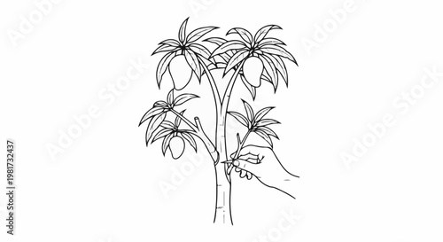 Hand grafting a mango tree with fruit