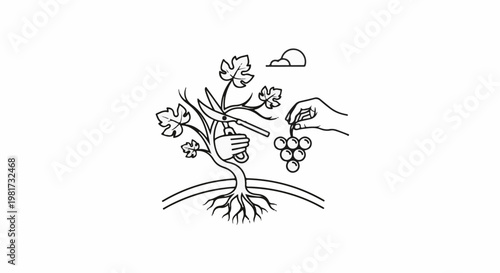 Hand harvesting ripe grapes from a vine with shears