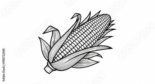 Engraved ear of corn with husk and leaves, isolated on white
