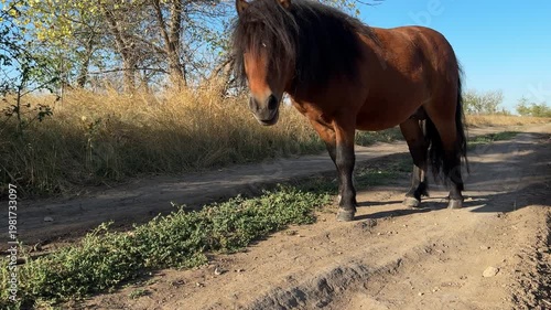 Brown horse grazing on a dry rural path surrounded by grass and trees. 
Natural countryside setting under clear blue sky. 
Strong rustic atmosphere with warm light and earthy textures