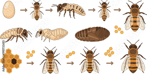 Honey bee life cycle stages diagram with egg larva pupa and adult, beekeeping process illustration set for educational biology concept