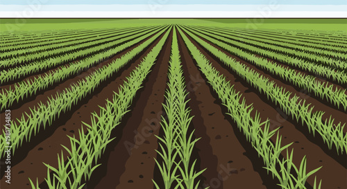 Green crops growing in neat rows under a bright sky