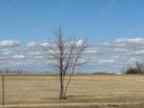 Single leafless tree standing in open prairie field under blue sky with scattered clouds and rural landscape