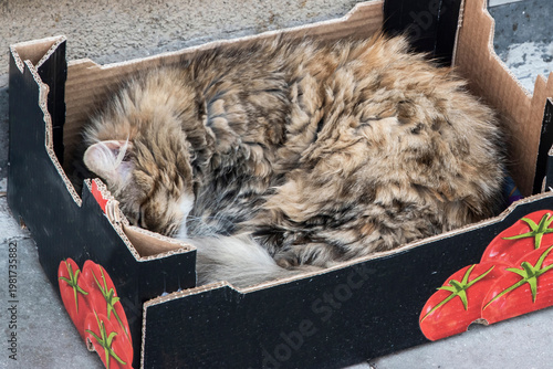 Canvastavla Homeless stray cat sleeping in cardboard box on urban street, improvised shelter and animal care concept