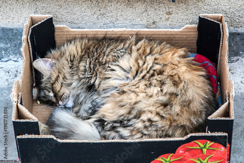 Photos Close-up of fluffy stray cat sleeping in cardboard box, peaceful urban animal resting scene
