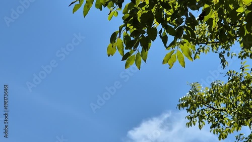 Lush green tree branches and leaves against a clear, cloudless blue sky background.