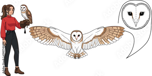 Barn owl vector set featuring flying owl, handler with bird and detailed owl face isolated wildlife illustration collection
