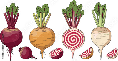 Beetroot vegetable illustration set with whole sliced and different varieties detailed fresh food vector collection isolated